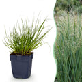 Panicum virg. 'Northwind' (prairiegraan) – 12 planten, Ø11 cm, 15–25 cm hoog