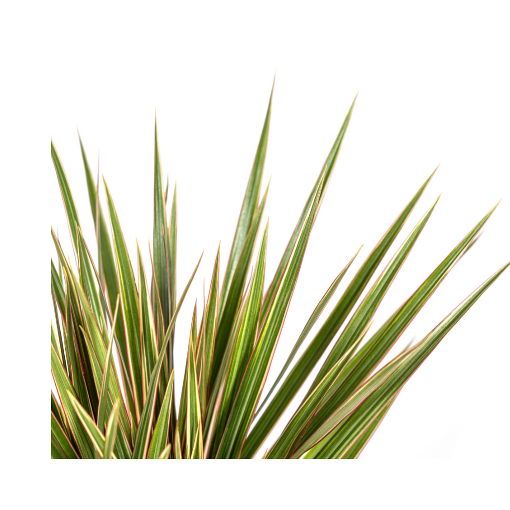 Dracaena marginata Bicolor (arbre dragonnier) – Ø17 cm, 50–70 cm de haut