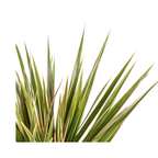Dracaena marginata Bicolor (arbre dragonnier) – Ø17 cm, 50–70 cm de haut