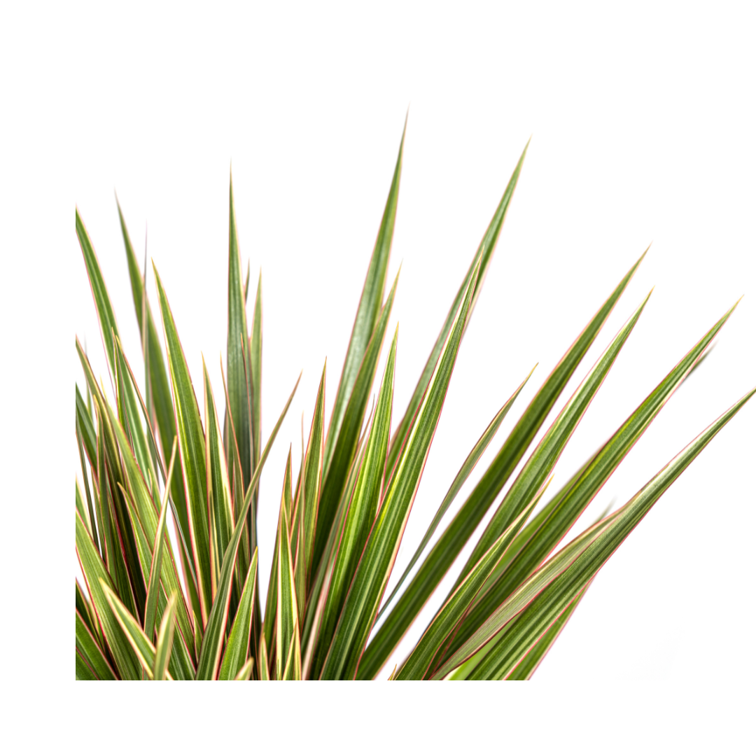 Dracaena marginata Bicolor (drakenboom) – Ø17 cm, 50–70 cm hoog