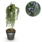 Romarin (Salvia rosmarinus) sur tige – Ø19 cm, 70–90 cm de haut