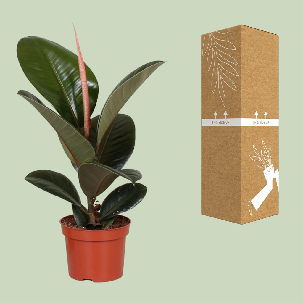 Ficus elastica Robusta (gummitræ) – Ø12 cm, 35 cm høj
