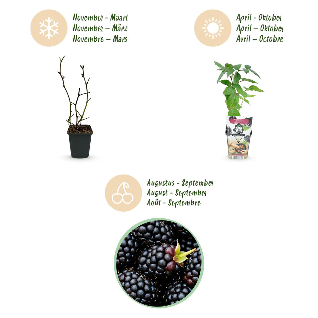 Rubus 'Thornfree' (braam) – 6 planten, Ø9 cm, 35 cm hoog – foto 10