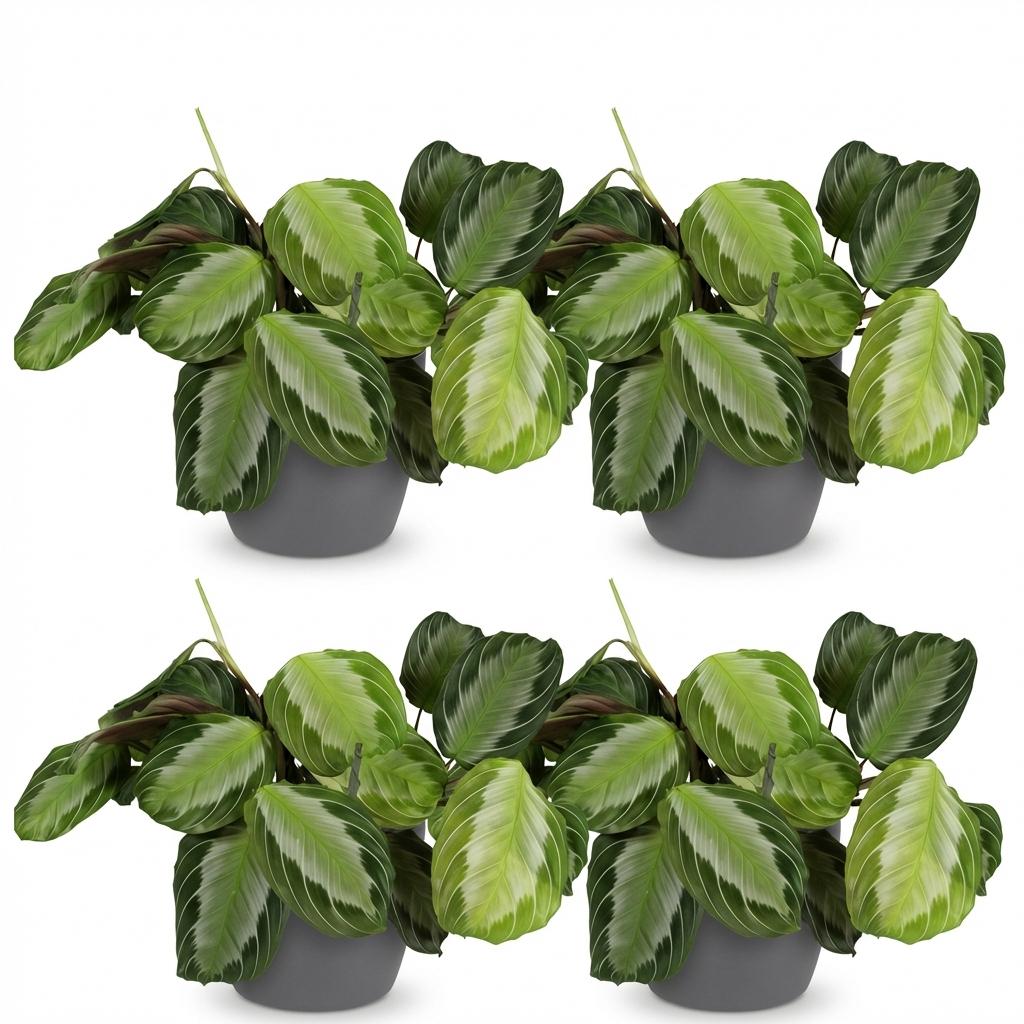 4× Maranta Fascinator Silverband (plante prieuse) en pot décoratif Potter gris – Ø12 cm, 25 cm de haut