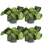 4× Maranta Fascinator Silverband (plante prieuse) en pot décoratif Potter gris – Ø12 cm, 25 cm de haut