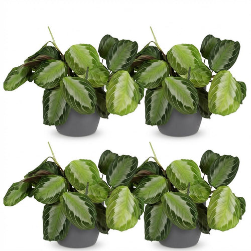 4× Maranta Fascinator Silverband (bönplanta) i Potter-prydnadskruka grå – Ø12 cm, 25 cm hög