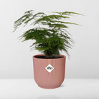 Asparagus Setaceus ‘Plumosus’ in ELHO Vibes Fold 14cm roze (asparagusvaren) – 35 cm hoog