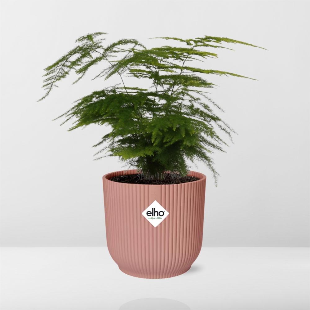 Asparagus Setaceus ‘Plumosus’ in ELHO Vibes Fold 14cm roze (asparagusvaren) – 35 cm hoog – foto 6
