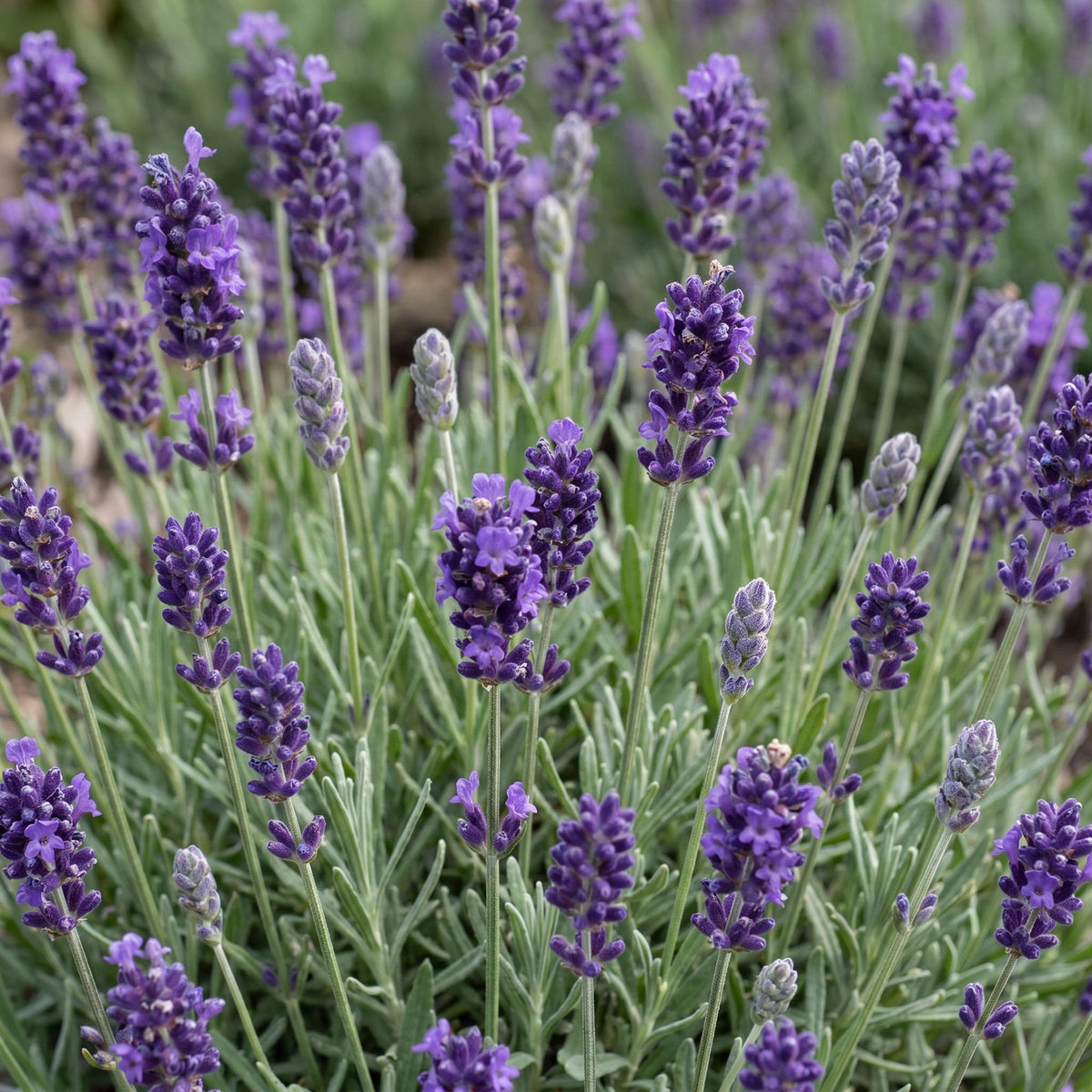 Lavandula angustifolia 'Munstead' (lavendel) – paars – 24 planten, Ø11 cm, 15–25 cm hoog
