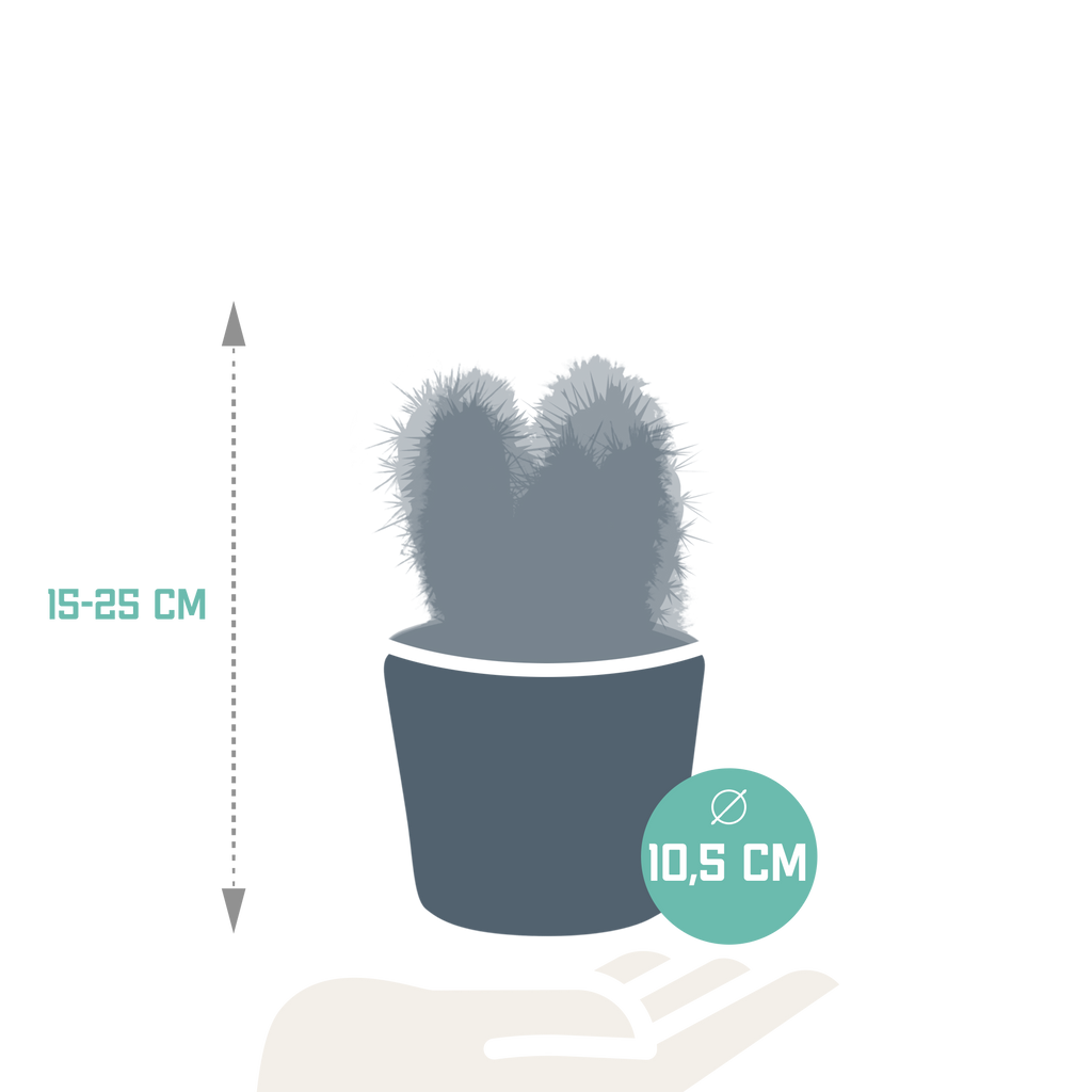 Cereus mix (Cactaceae) – Ø11 cm, 23 cm hoog – foto 8