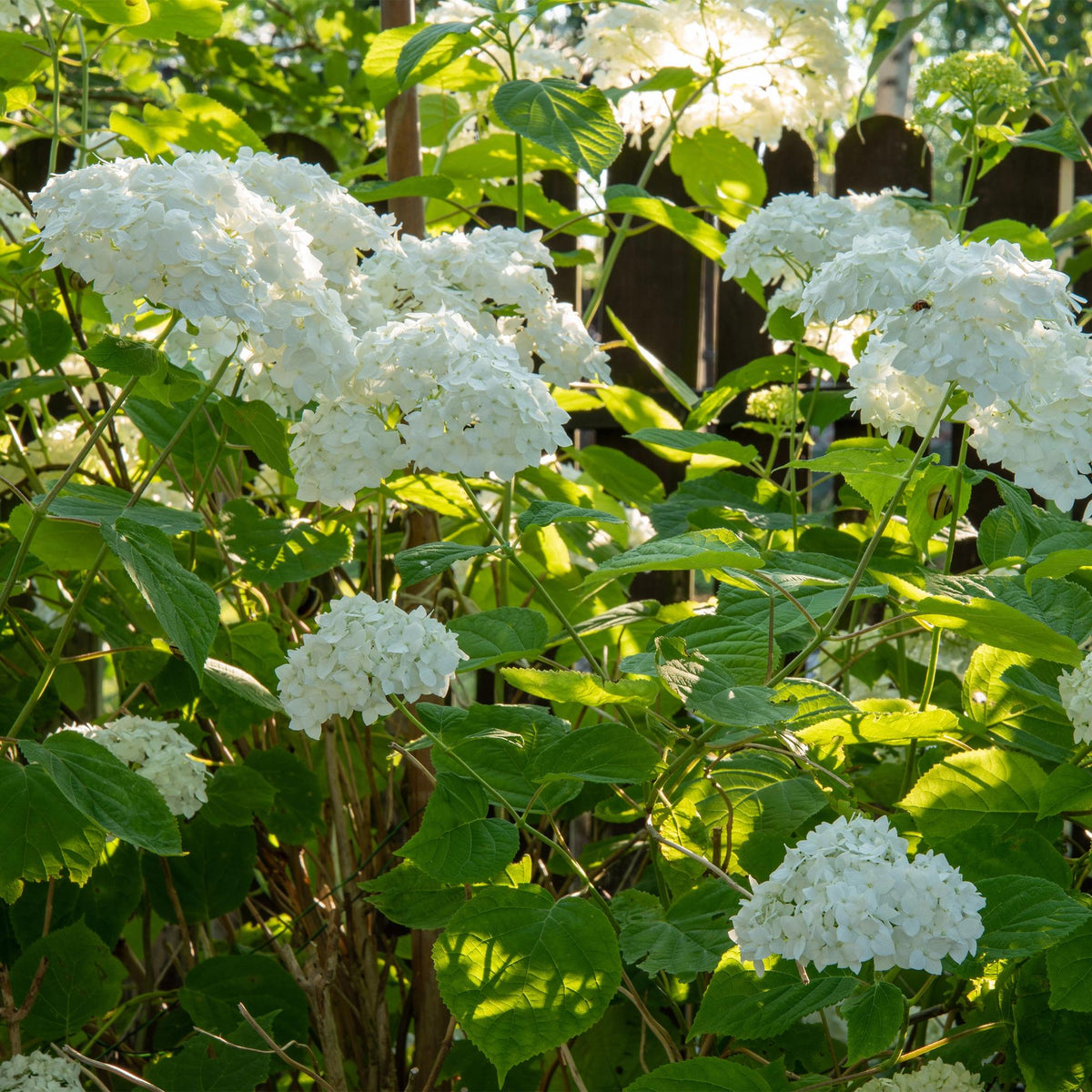 Hydrangea arborescens 'Annabelle' (Rispenhortensie) – weiß – Ø 12 cm, 20–30 cm hoch – Bild 6