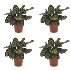 4× Calathea makoyana – Ø12 cm, 25 cm hoog