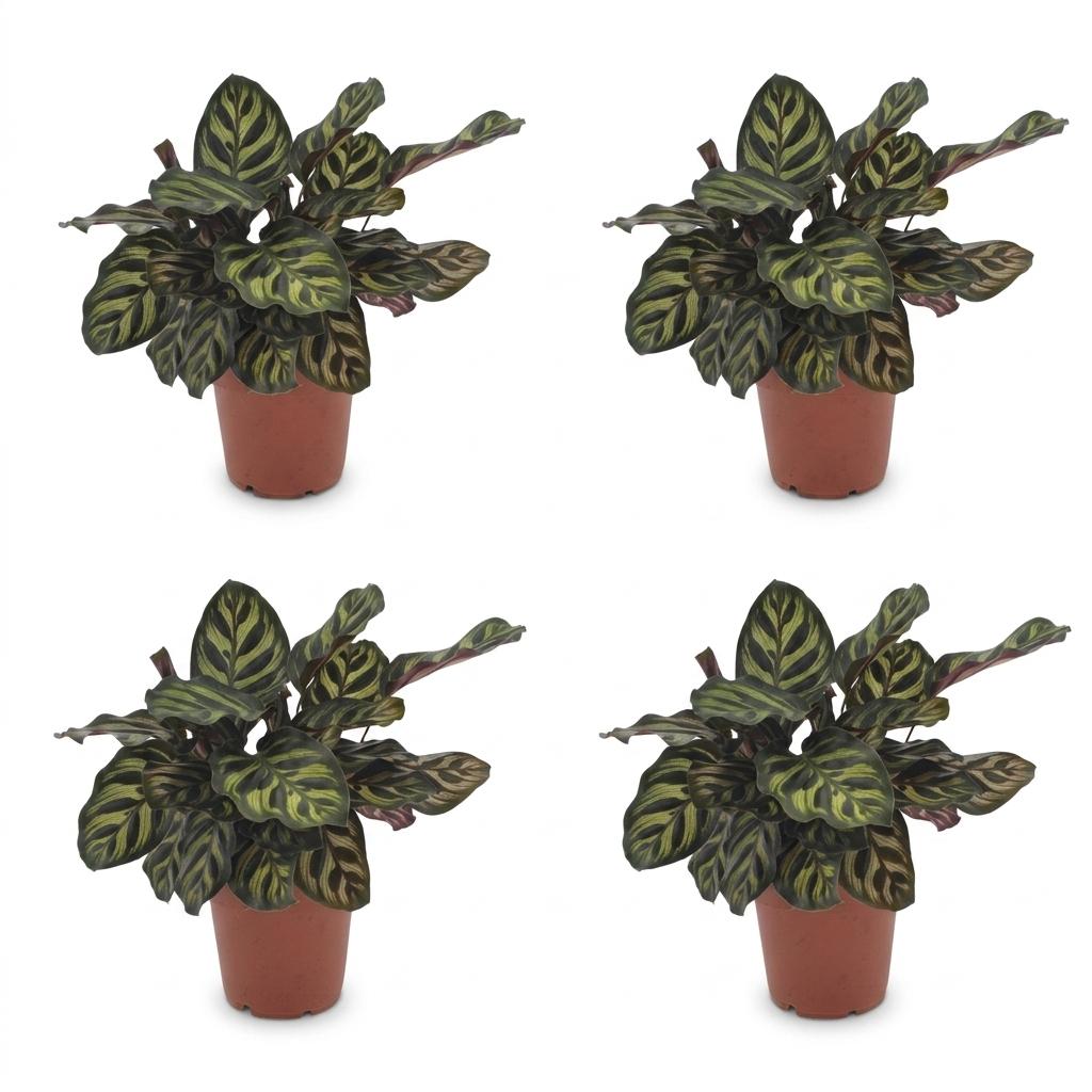 4× Calathea makoyana – Ø12 cm, 25 cm high – photo 2