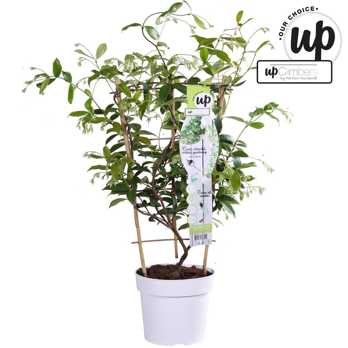 Trachelospermum 'Star Of Venice' (Tuscan jasmine) – Ø15 cm, 65 cm high – photo 9