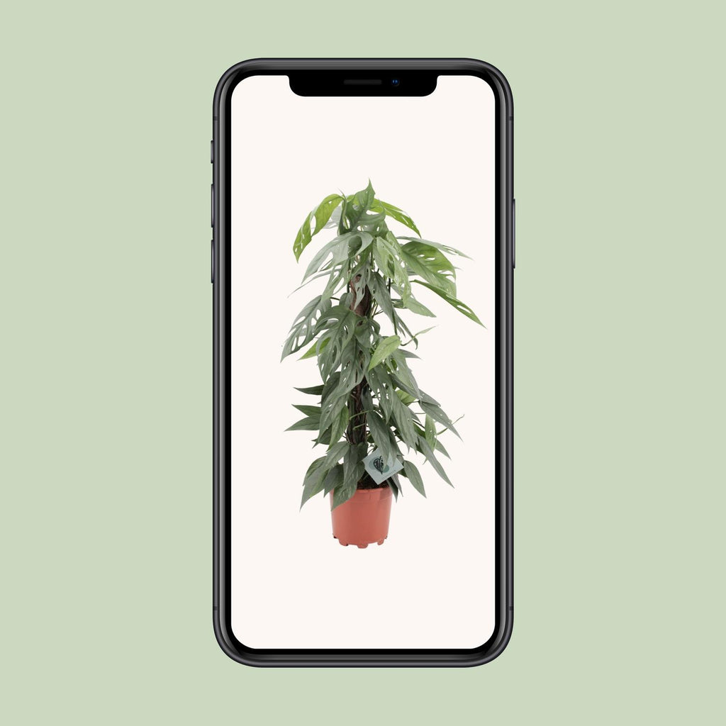 Epipremnum Pinnatum Cebu Blue (scindapsus) – Ø17 cm, 65 cm hoog