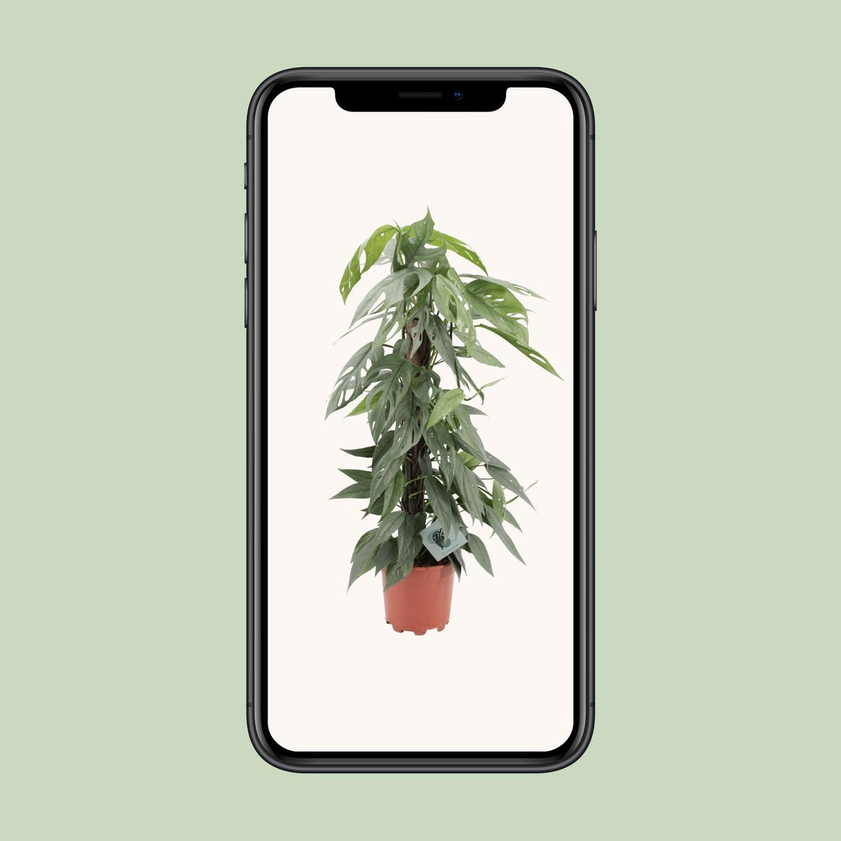 Epipremnum Pinnatum Cebu Blue (scindapsus) – Ø17 cm, 65 cm høj