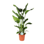 Strelitzia nicolai (weiße Paradiesvogelblume) – Ø24 cm, 110 cm hoch