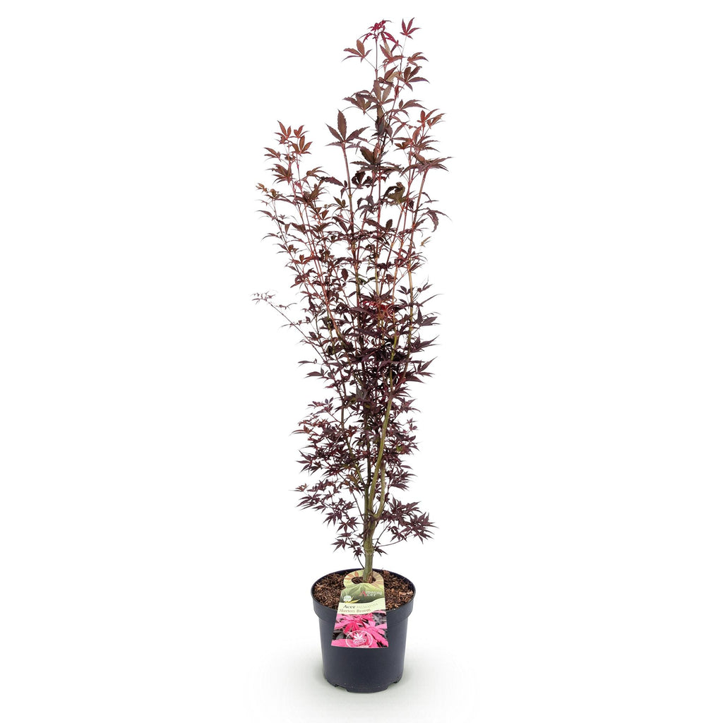Acer palmatum 'Atropurpureum' (Érable du Japon) – pourpre – Ø26 cm, 90 cm de haut – photo 2