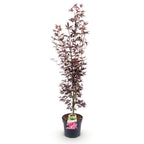 Acer palmatum 'Atropurpureum' (Érable du Japon) – pourpre – Ø26 cm, 90 cm de haut