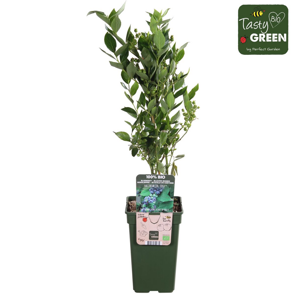 Vaccinium corymbosum 'Reka' (blauwe bes) – Ø13 cm, 30 cm hoog