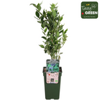 Vaccinium corymbosum 'Reka' (blauwe bes) – Ø13 cm, 30 cm hoog