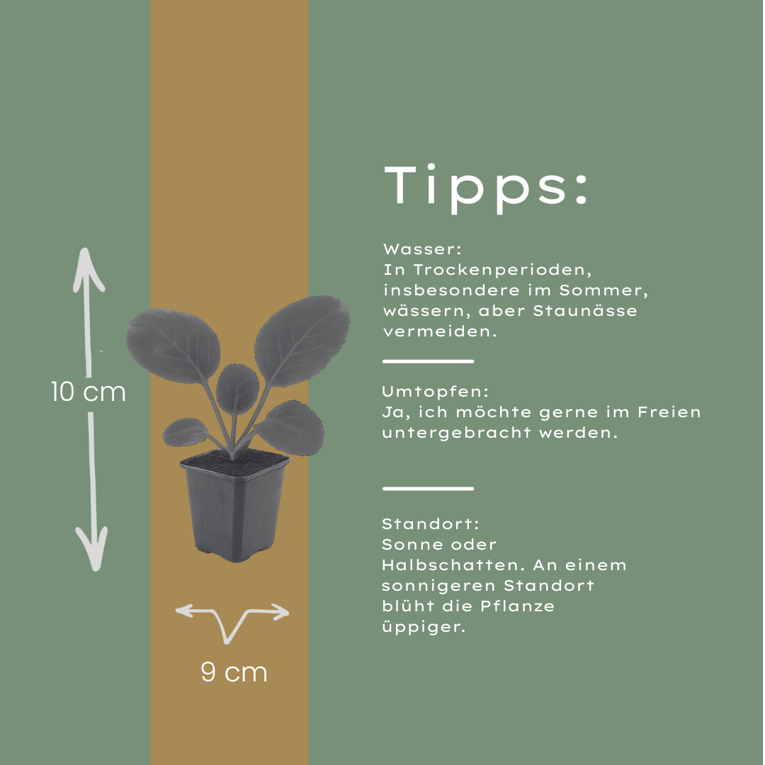 Bergenia cordifolia (schoenlappersplant) – 12 planten, Ø9 cm, 10–25 cm hoog