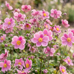 Anemone hup. 'Splendens' (Herbstanemone) – dunkelrosa – 12 Pflanzen, Ø 11 cm, 15–25 cm hoch