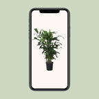 Caryota Mitis (vissenstaartpalm) – Ø24 cm, 120 cm hoog