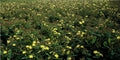 Hypericum inodorum (Indischer Johanniskraut) – 12 Pflanzen, Ø9 cm, 10–25 cm hoch