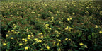 Hypericum inodorum (Indischer Johanniskraut) – 12 Pflanzen, Ø9 cm, 10–25 cm hoch