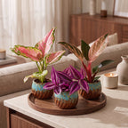 3× babyplanter Paradise Mix incl. Copper Reef – Ø6 cm, 10–15 cm høje