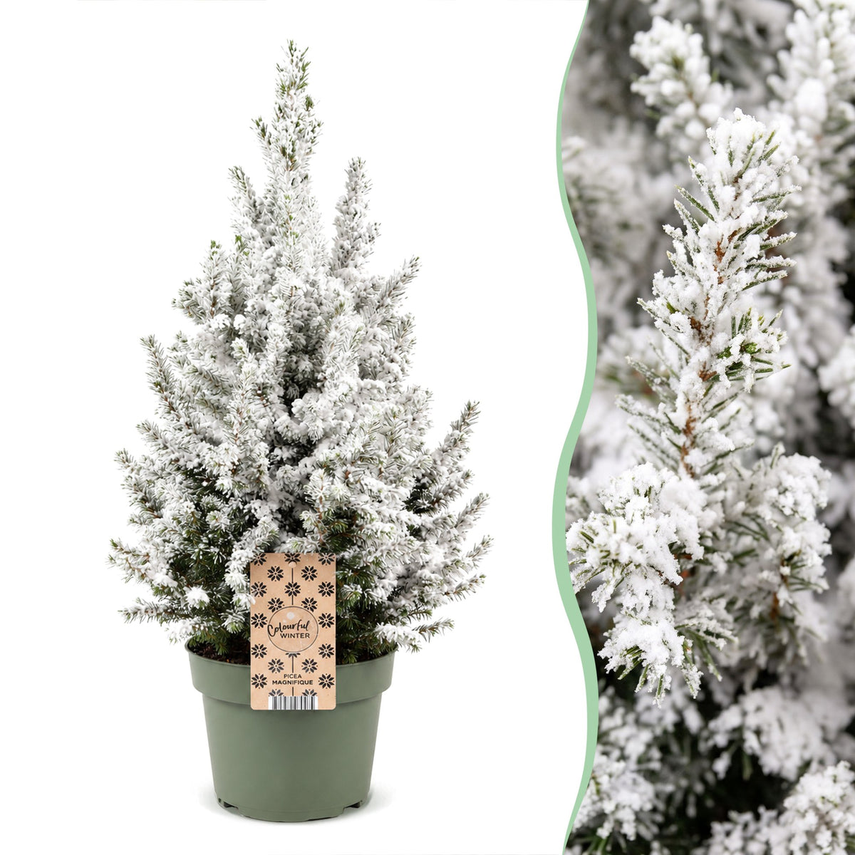 2× Picea glauca Conica (julegran) – Ø19 cm, 65 cm høj – hvid
