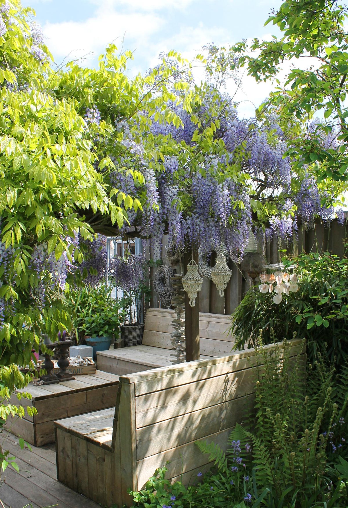 Wisteria sinensis 'Caroline' (Chinese wisteria) – 2 plants, Ø15 cm, 65 cm high – photo 2
