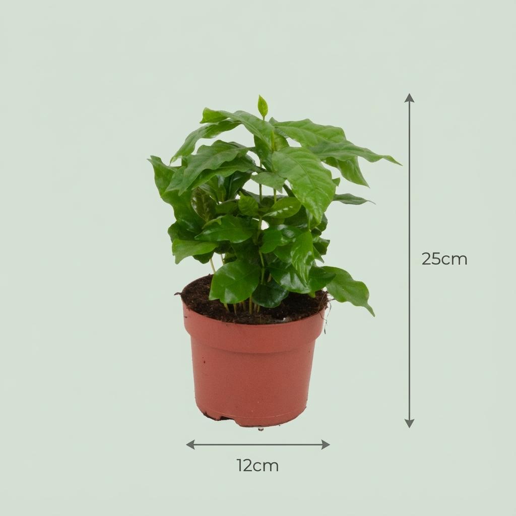 2× Coffea arabica (Kaffeepflanze) – Ø 12 cm, 25 cm hoch