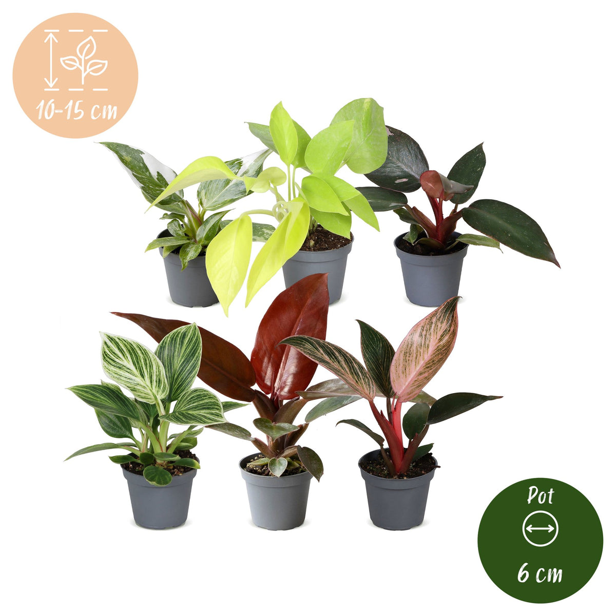 6× Baby Philodendron Family – Ø6 cm, 10–15 cm høj