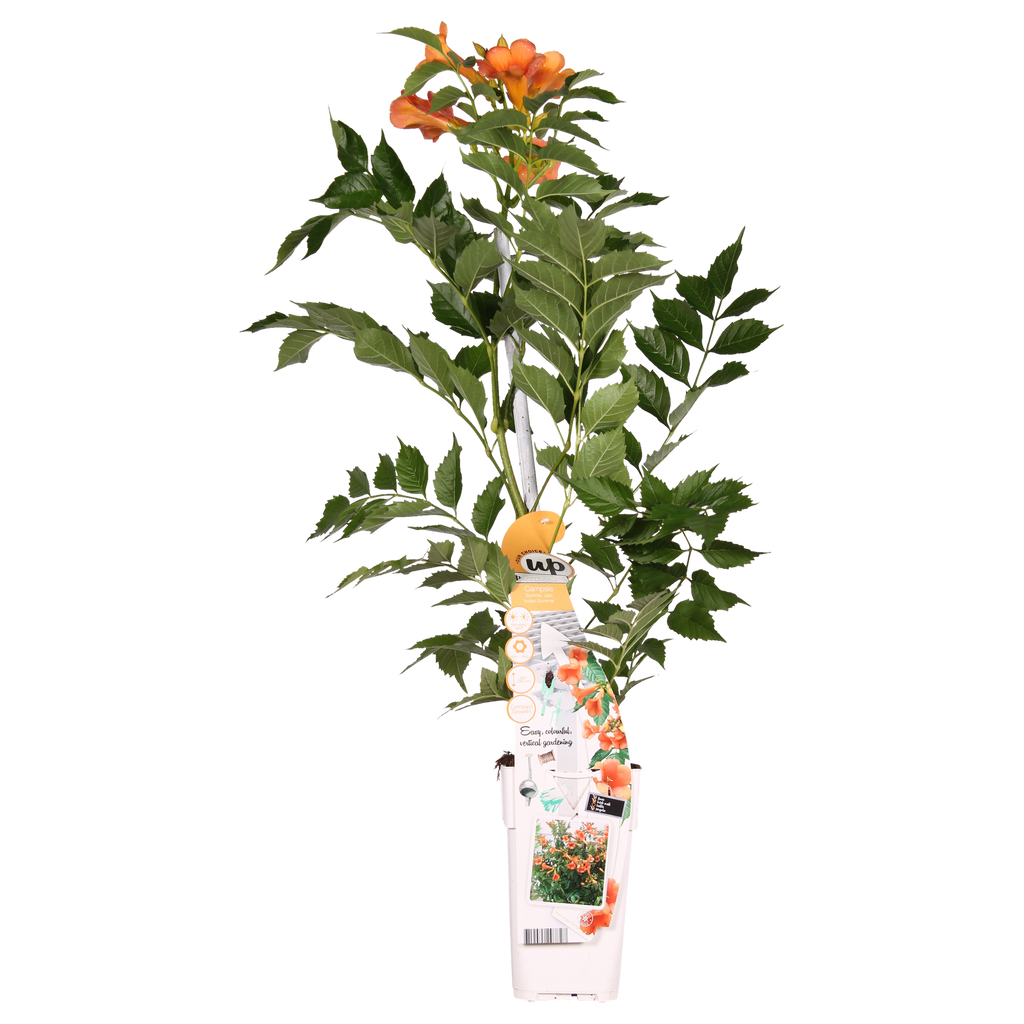 Campsis 'Indian Summer' (orange trumpet flower) – Ø15 cm, 65 cm high – photo 2