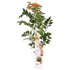 Campsis 'Indian Summer' (orange trumpet flower) – Ø15 cm, 65 cm high