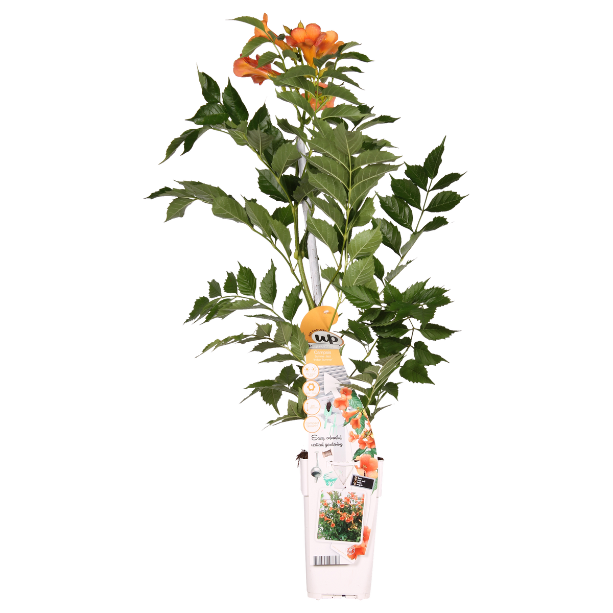 Campsis 'Indian Summer' (orange trumpet flower) – Ø15 cm, 65 cm high – photo 2