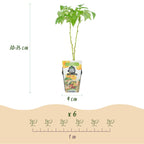 Himbeere (Rubus idaeus) – 6 Pflanzen, Ø9 cm, 35 cm hoch