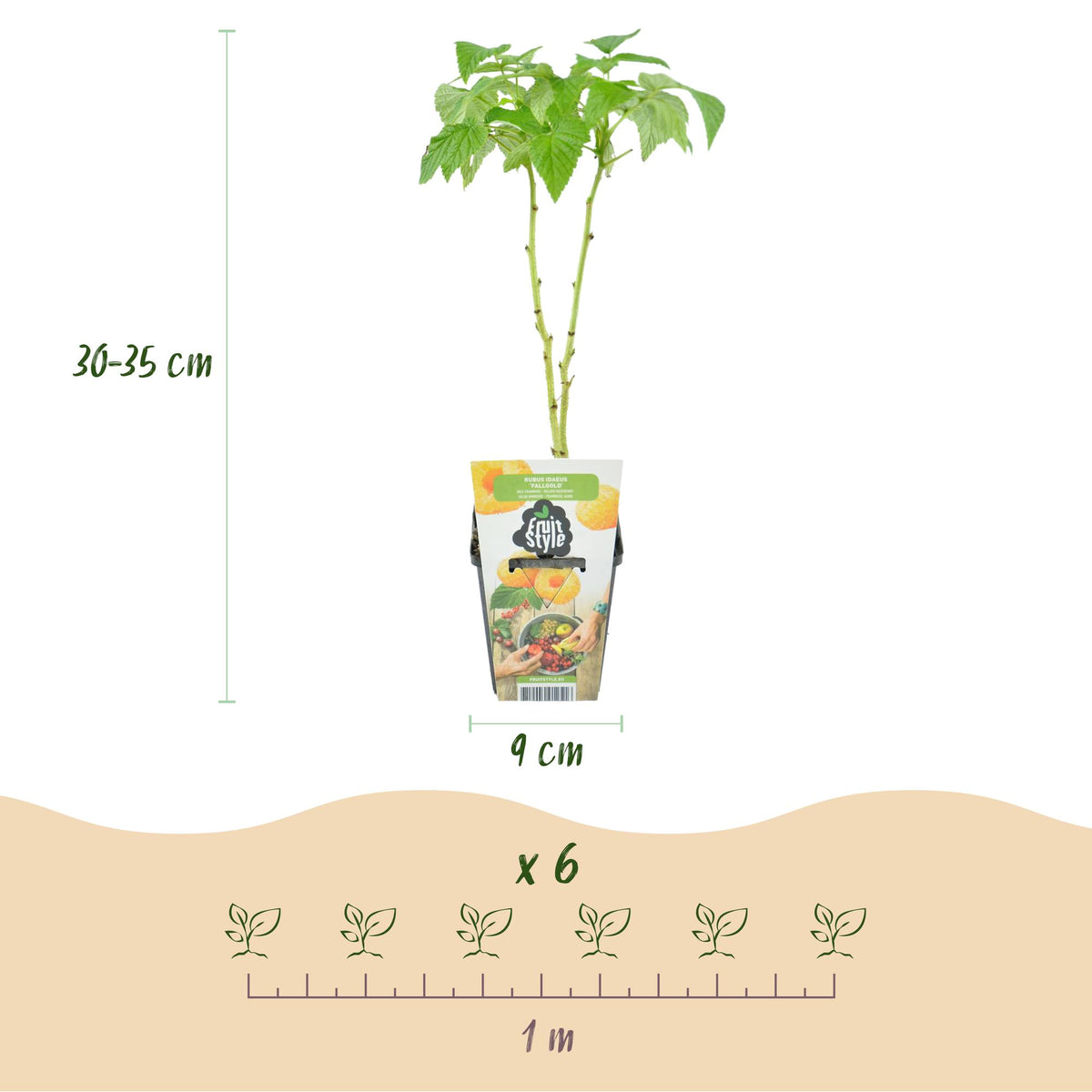 Framboos (Rubus idaeus) – 6 planten, Ø9 cm, 35 cm hoog