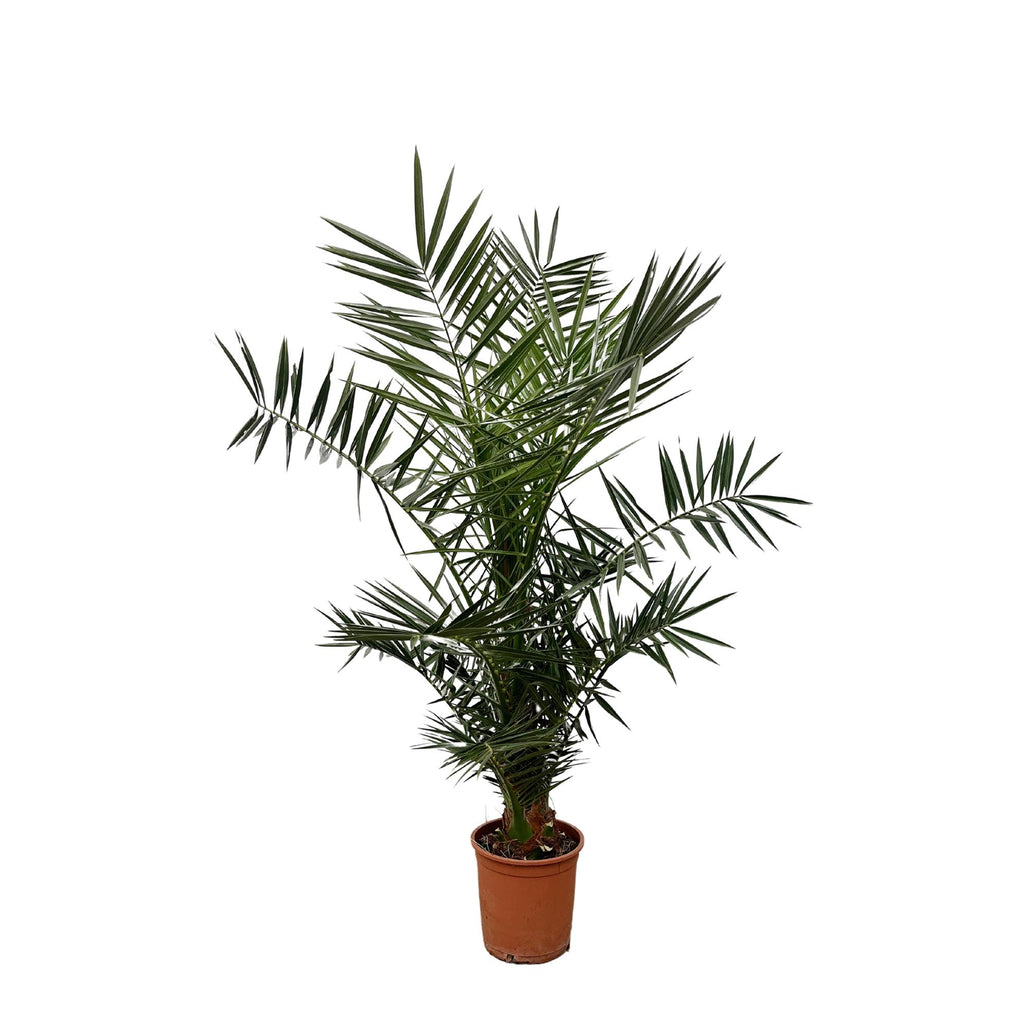 Phoenix 'Canariensis' (date palm) – Ø27 cm, 140 cm high