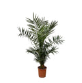 Phoenix 'Canariensis' (date palm) – Ø27 cm, 140 cm high