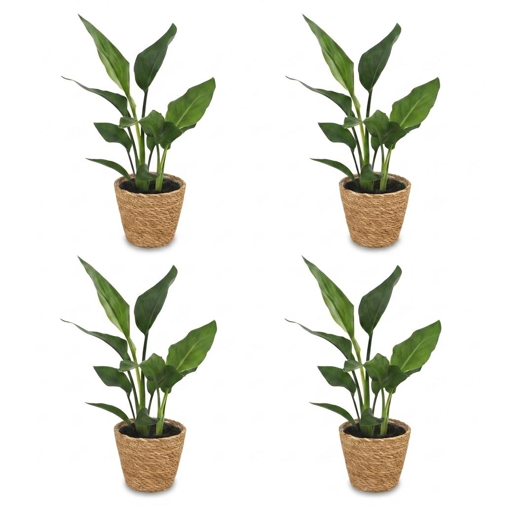 4× Strelitzia reginae (paradisfugleblomst) med kurv i søgræs – Ø12 cm, 35 cm høj
