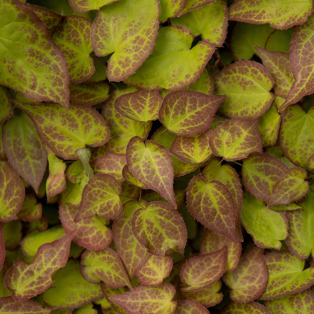 Epimedium perralc. 'Frohnleiten' (Elfenblume) – 60 Pflanzen, Ø9 cm, 10–25 cm hoch – Bild 7