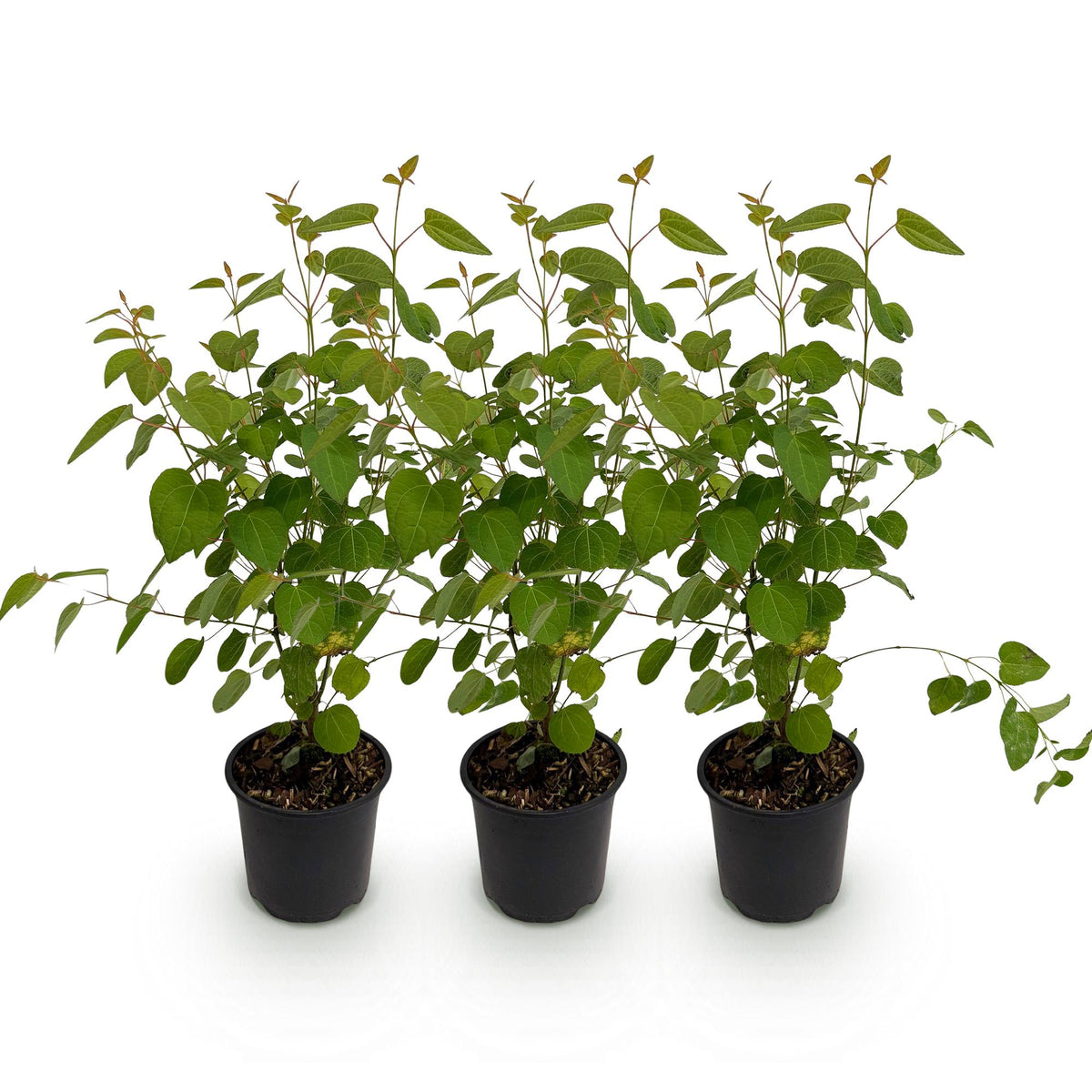 Cercidiphyllum japonicum (katsuraboom) – 3 planten, Ø12 cm, 35 cm hoog