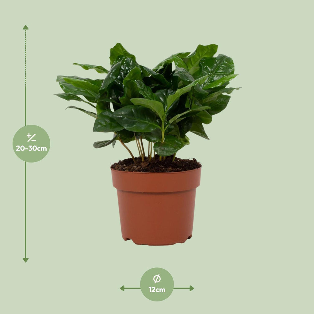 Coffea arabica (koffieplant) – Ø12 cm, 22 cm hoog