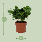 Coffea arabica (koffieplant) – Ø12 cm, 22 cm hoog