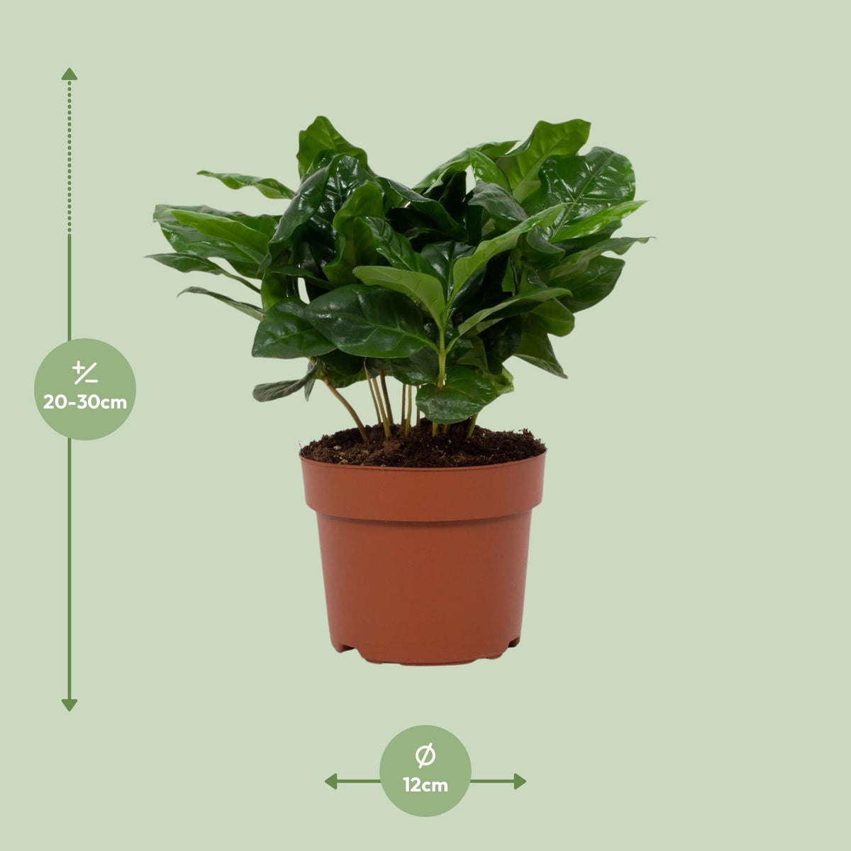 Coffea arabica (koffieplant) – Ø12 cm, 22 cm hoog