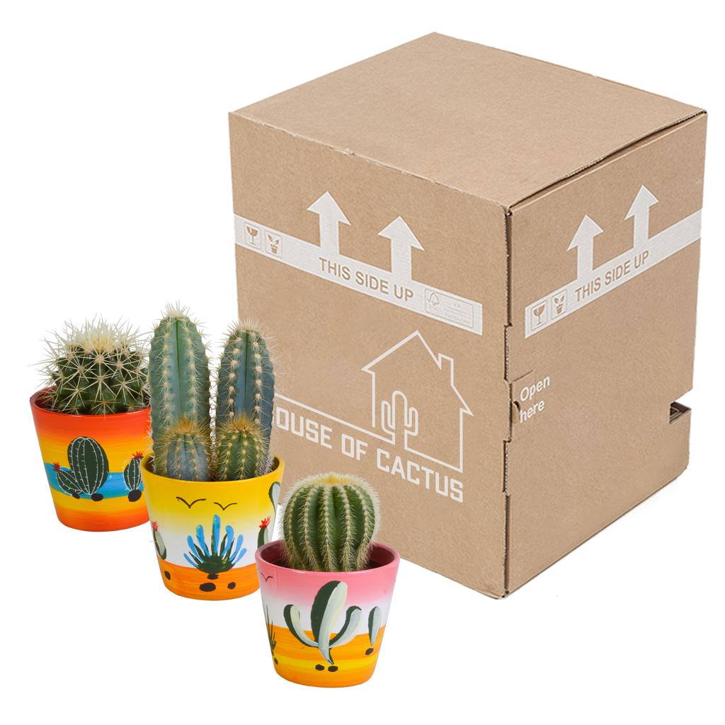 Cactus mix (Cactaceae) – Ø9 cm, 18 cm hoog – foto 3