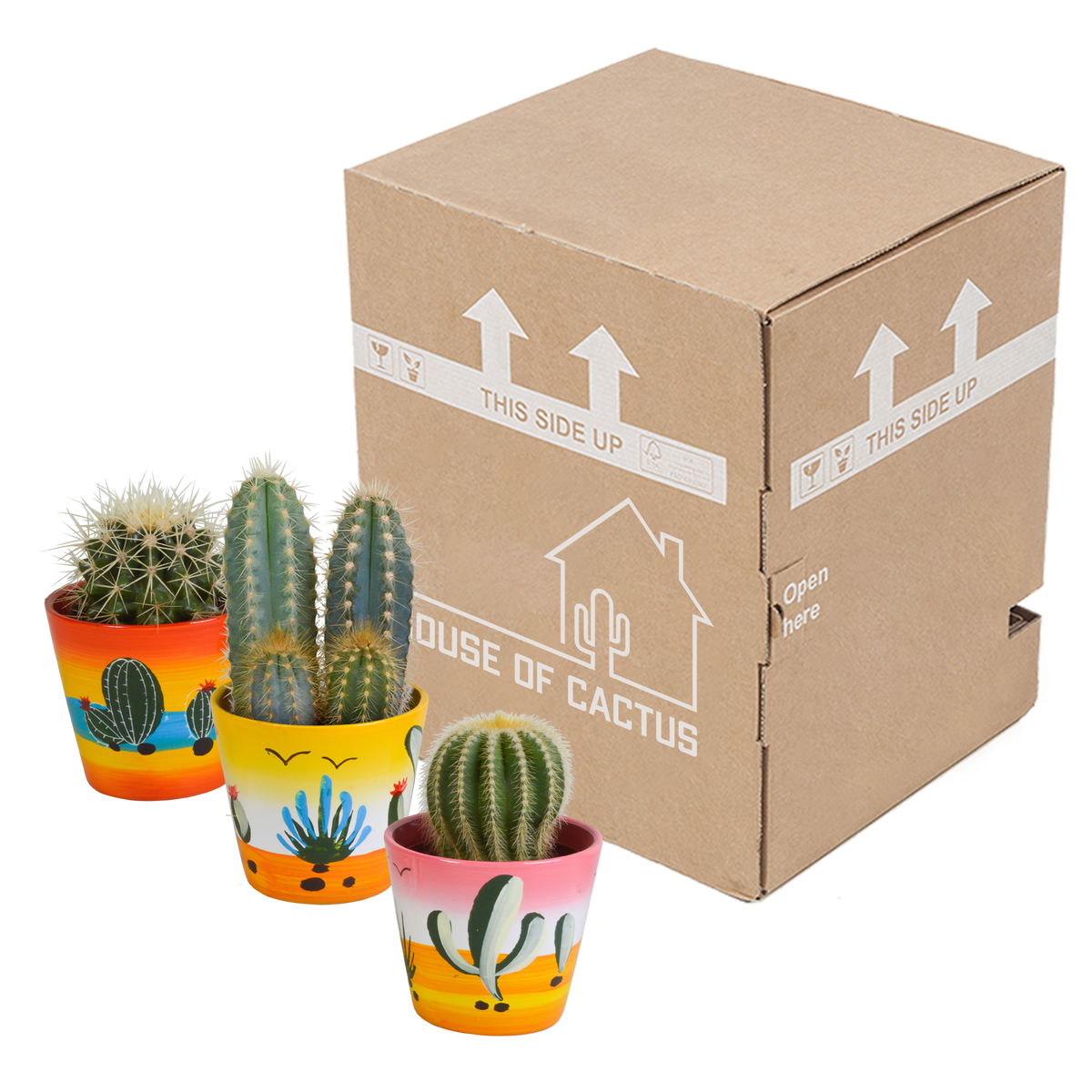 Cactus mix (Cactaceae) – Ø9 cm, 18 cm hoog – foto 3
